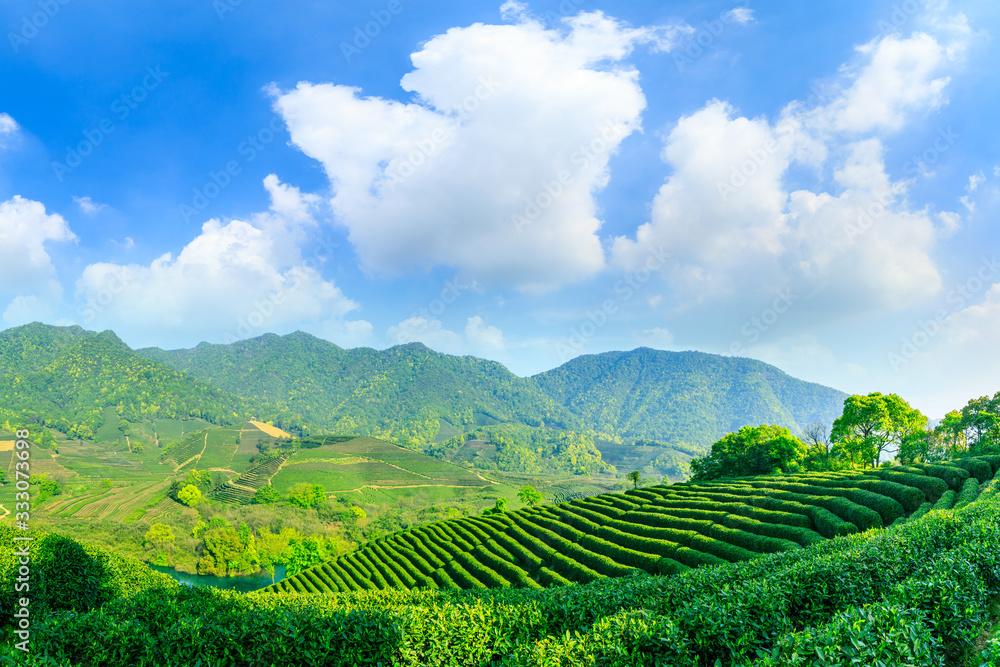 晴天的绿茶山，茶园的自然背景。