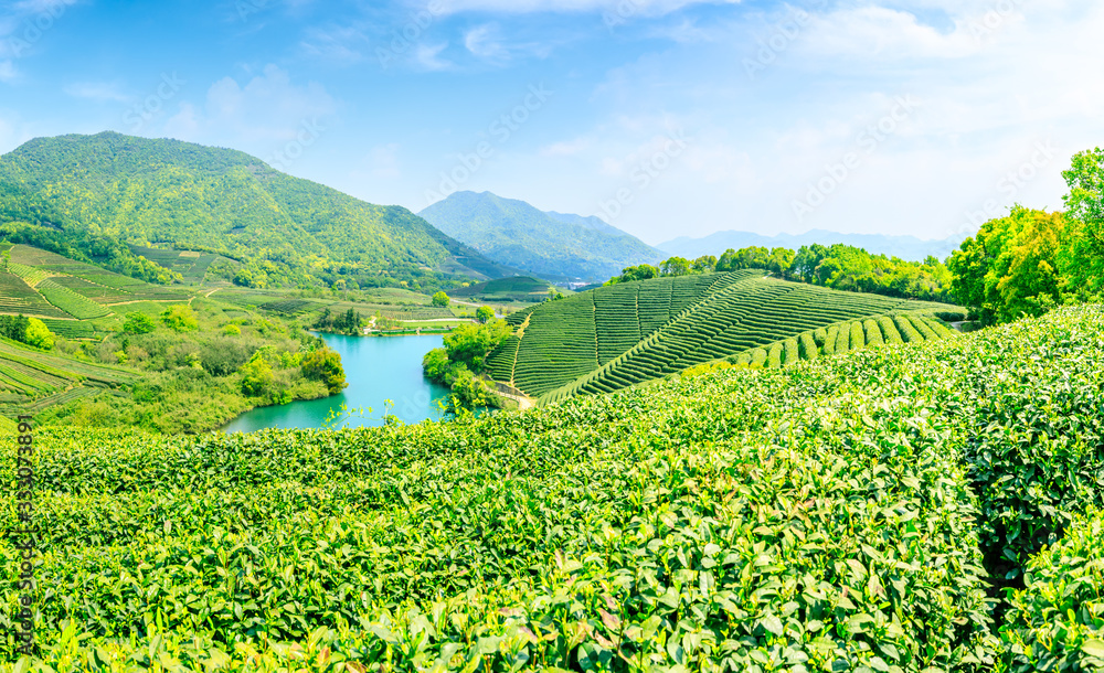 晴天的绿茶山，茶园的自然背景。