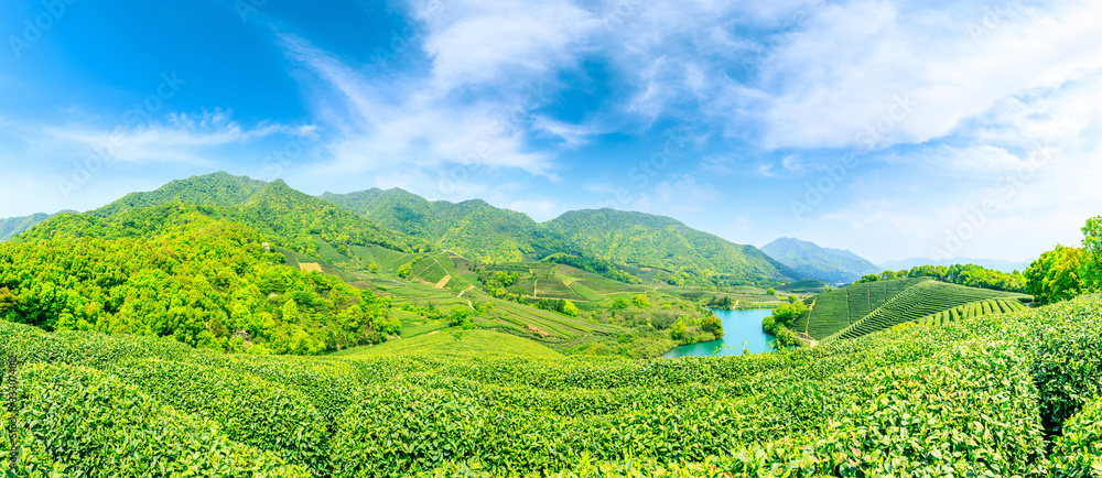 晴天的绿茶山，茶园的自然背景。