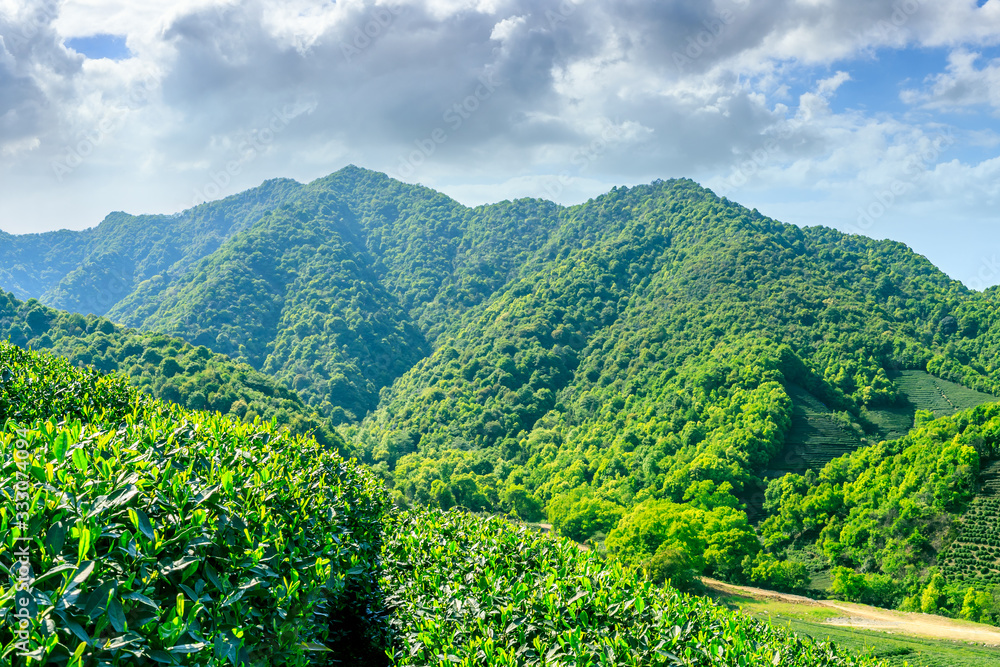 晴天的绿茶山，茶园的自然背景。