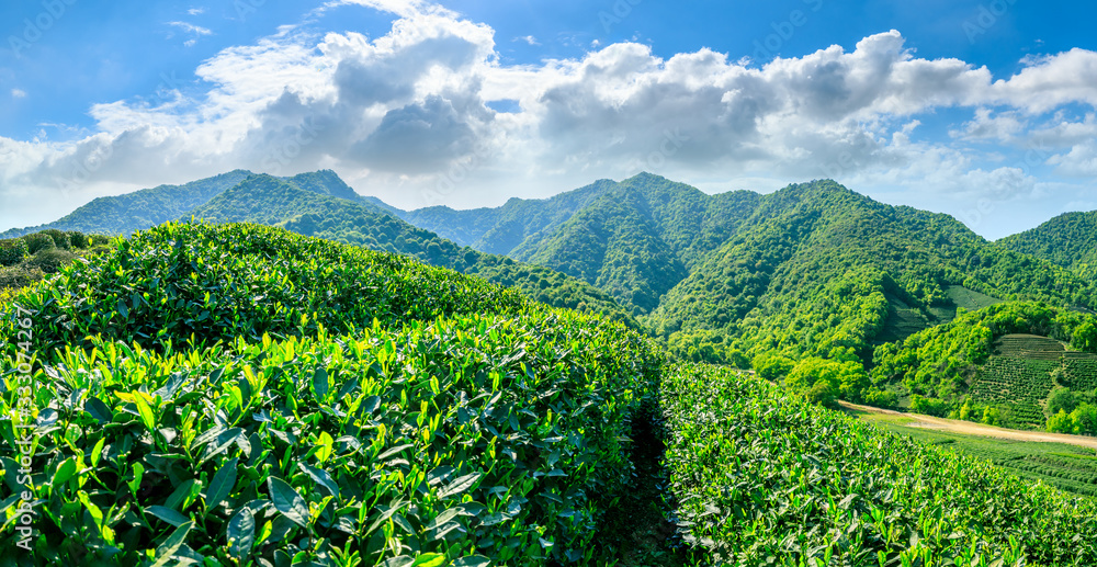 阳光明媚的绿茶山，茶园的自然背景。