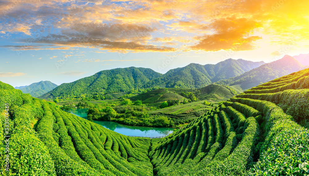 落日余晖下的绿茶山，茶园背景。