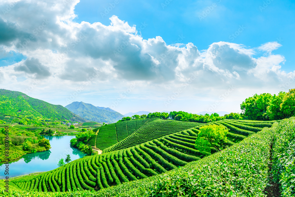 晴天的绿茶山，茶园的自然背景。