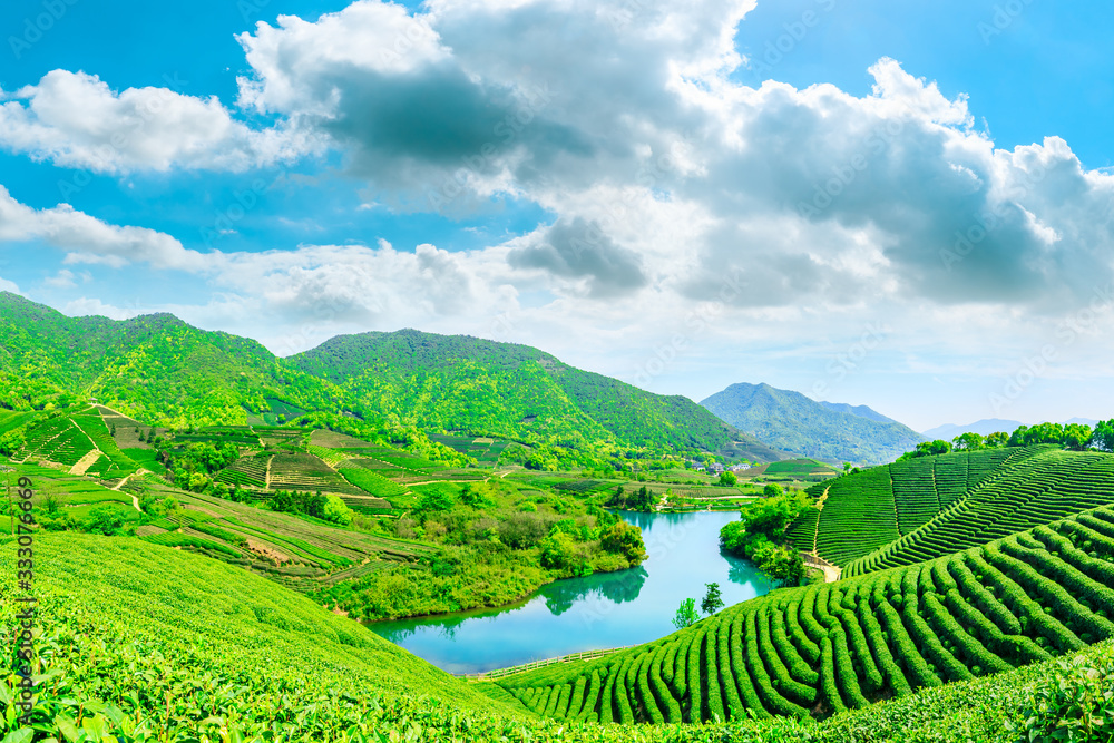 晴天的绿茶山，茶园的自然背景。