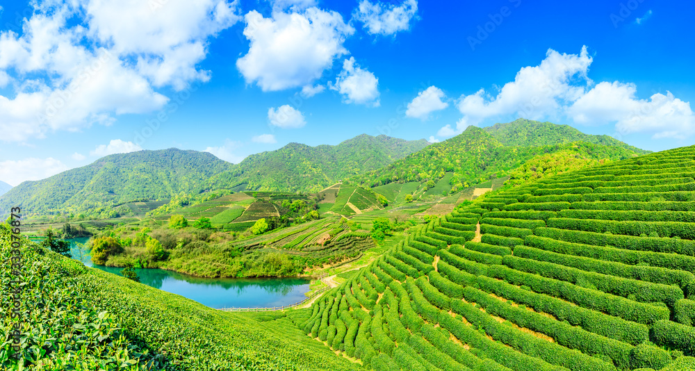 晴天的绿茶山，茶园的自然背景。