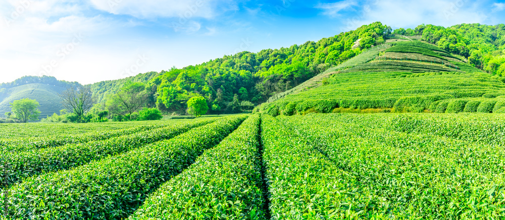 晴天的绿茶山，茶园的自然背景。