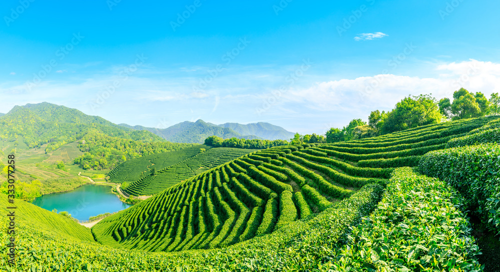 晴天的绿茶山，茶园的自然背景。