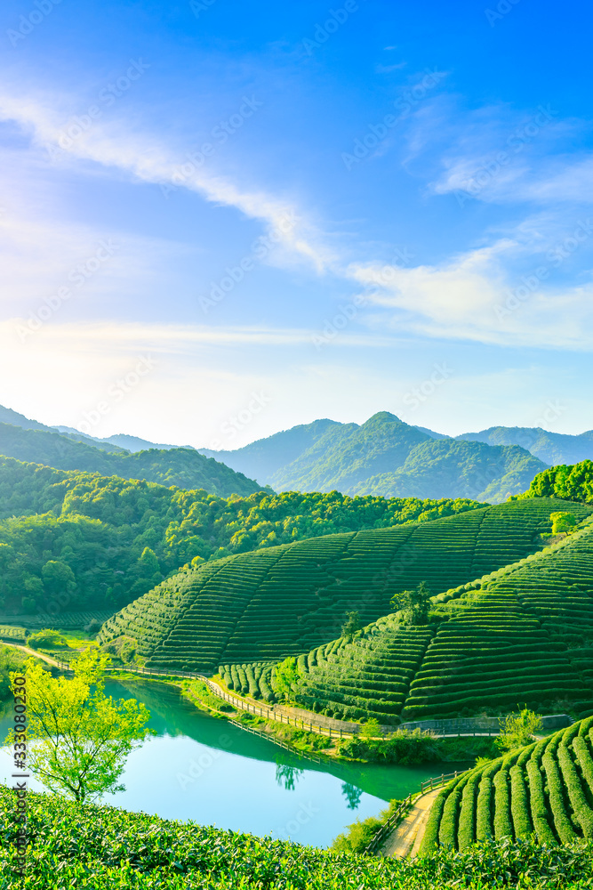 落日余晖下的绿茶山，茶园背景。