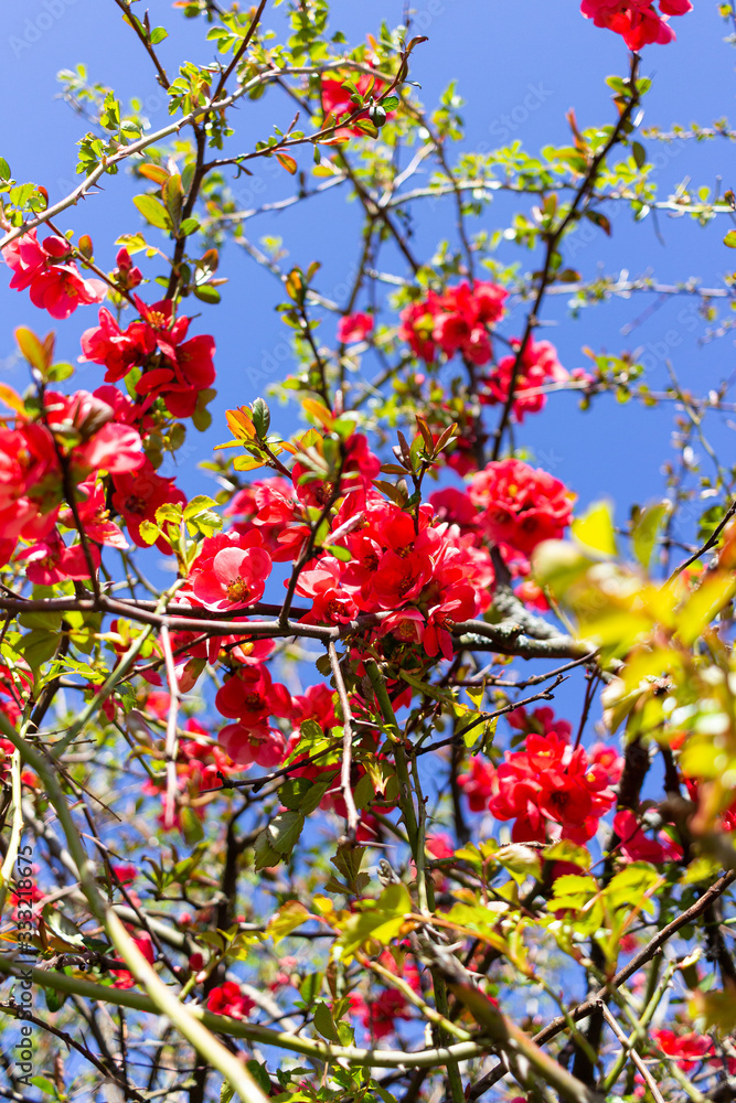 Spring flower in different colors