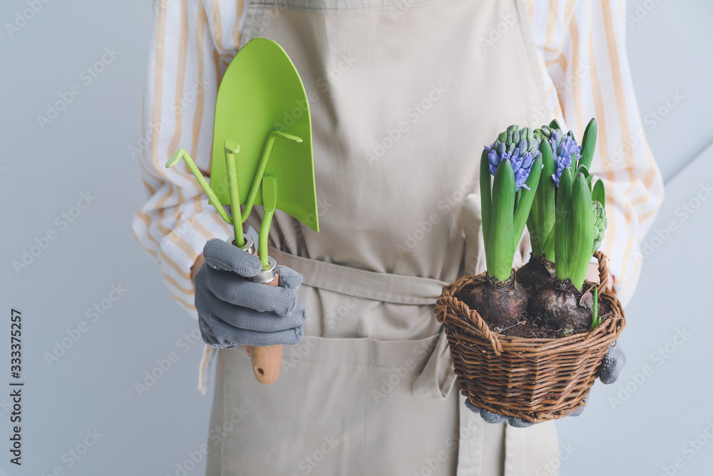 灰色背景下有风信子植物和园艺工具的女人