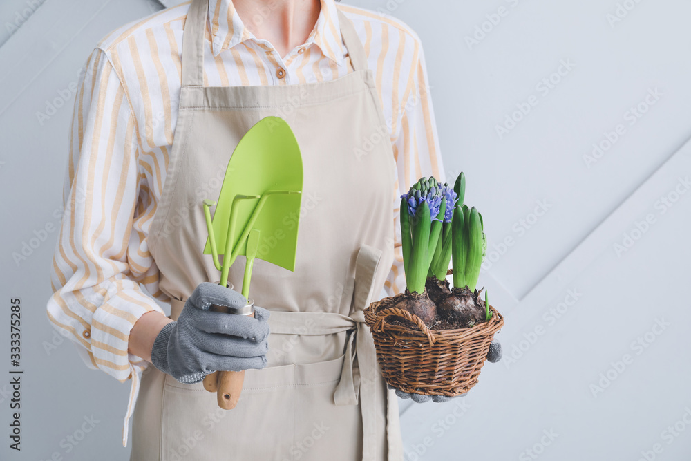 灰色背景下有风信子植物和园艺工具的女人