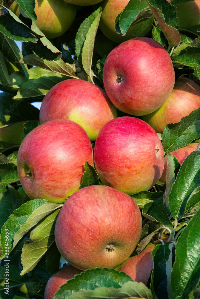 Colorful outdoor shot of red apples on a branch ready to be harvested