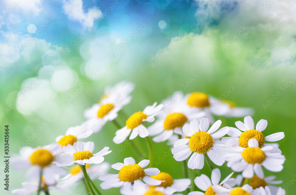 Camomile flowers on fantasy background 