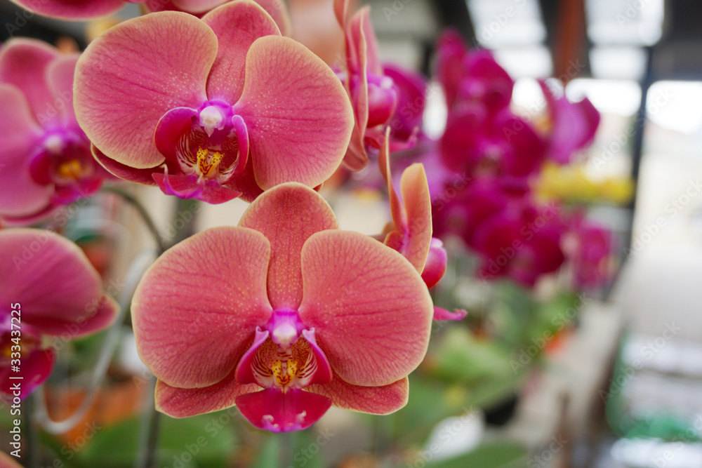 orchid isolated on blur background. Closeup of phalaenopsis orchid. white white Phalaenopsis with pi