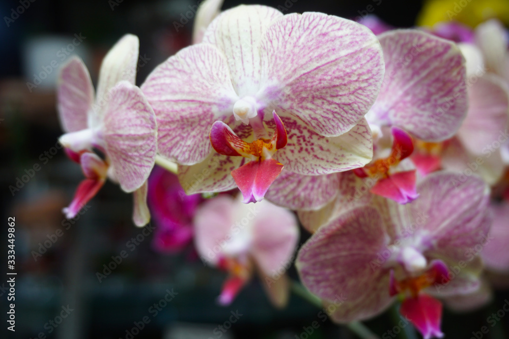 orchid isolated on blur background. Closeup of phalaenopsis orchid. white white Phalaenopsis with pi