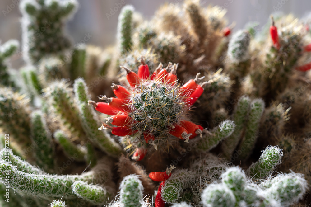 Close-up of cactus Mammillaria prolifera