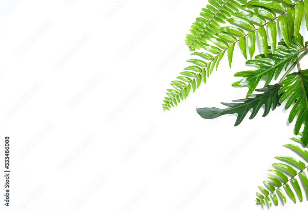 Philodendron Xanadu and fern leaves isolated