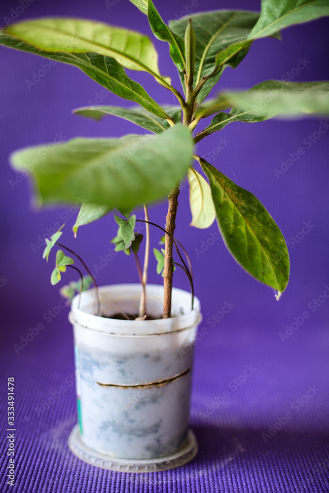 玻璃中的绿色植物