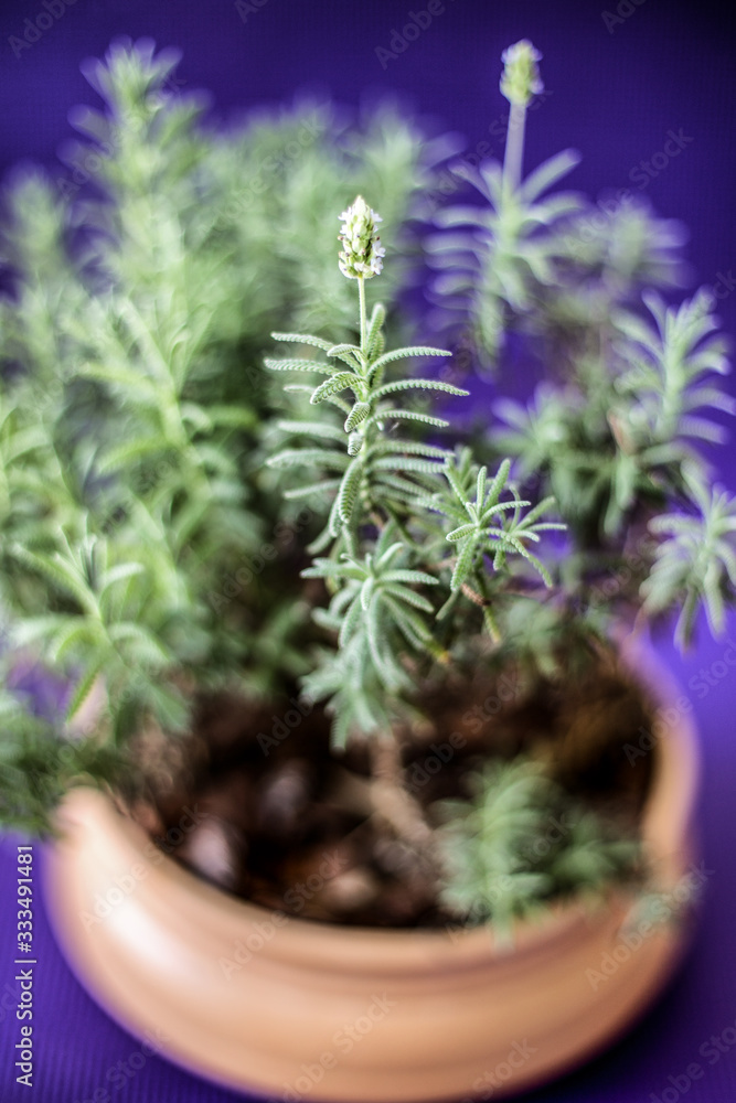 薰衣草花在花盆里