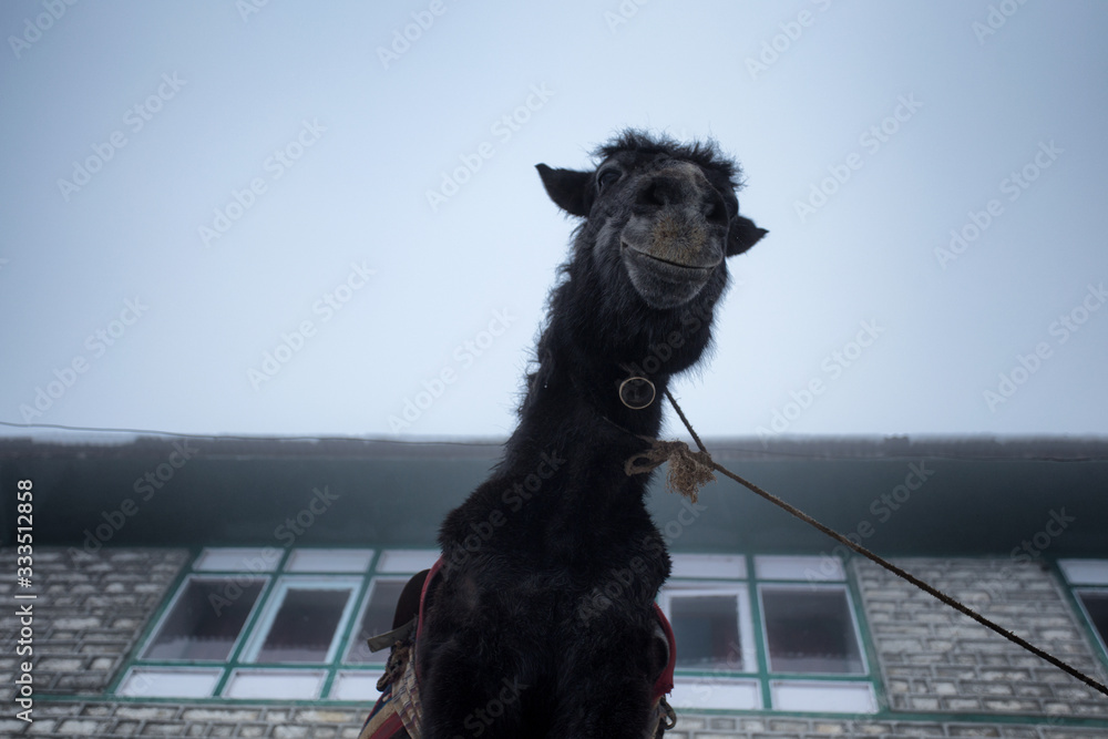  smiling horse