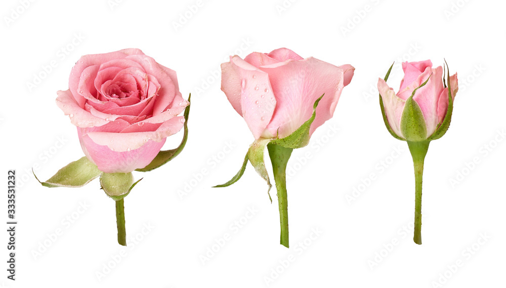 Three beautiful rose flowers isolated on white background. Pink rosebud on a green stem. Studio shot