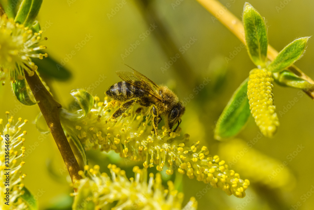 bee covered with pollen on a willow 