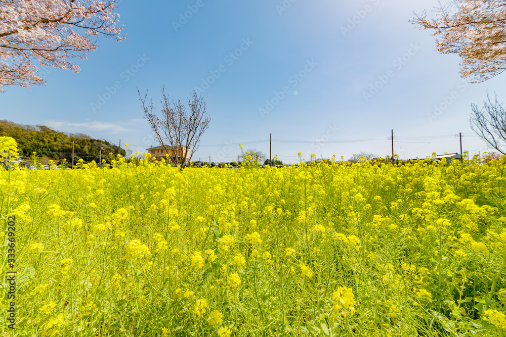 満開の菜の花と桜の木