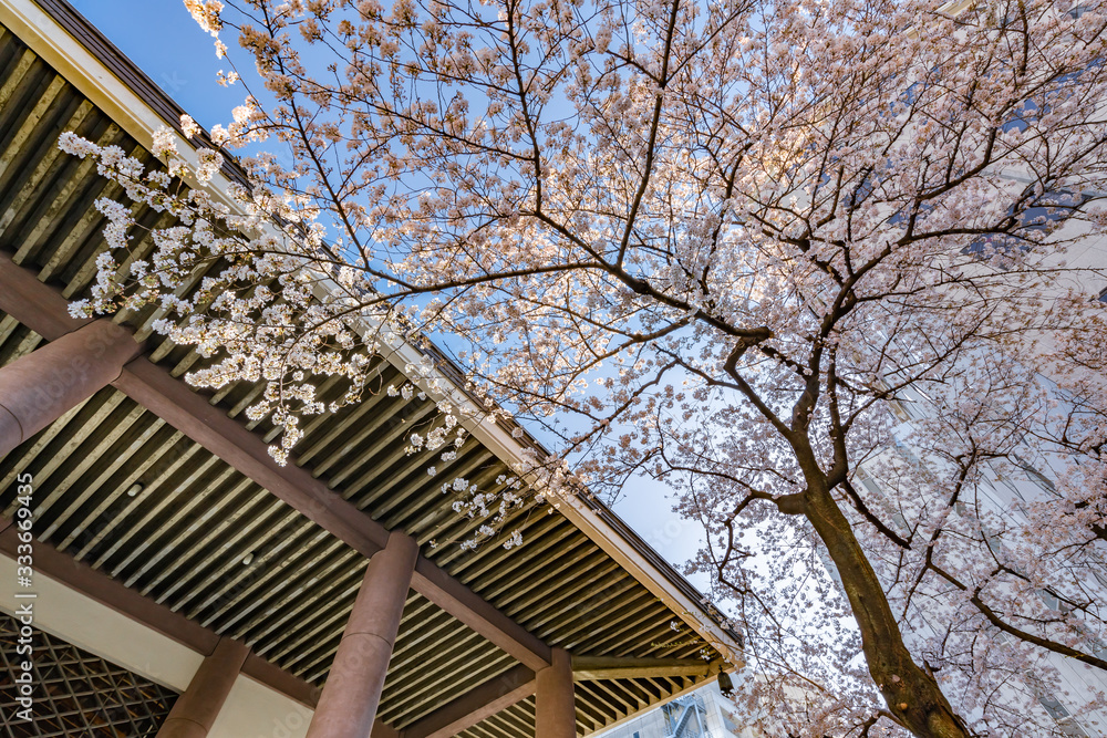 都会のビルと桜の木