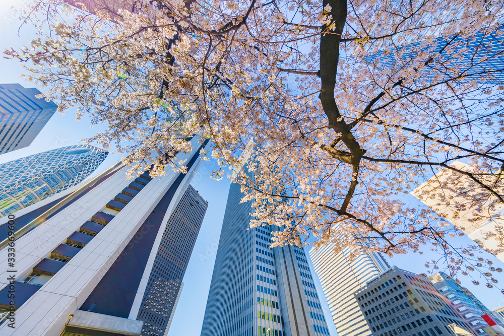 都会のビルと桜の木