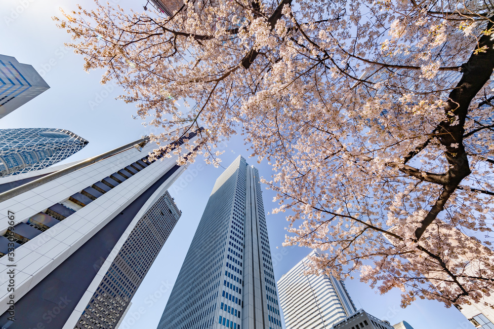 都会のビルと桜の木