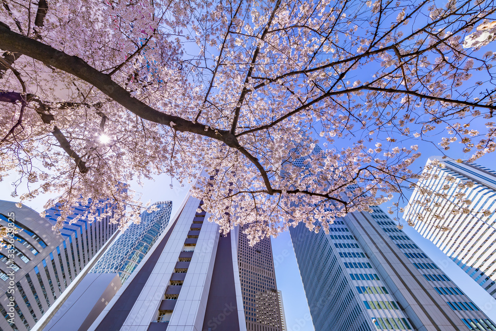 都会のビルと桜の木