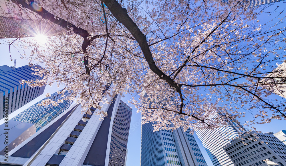 都会のビルと桜の木