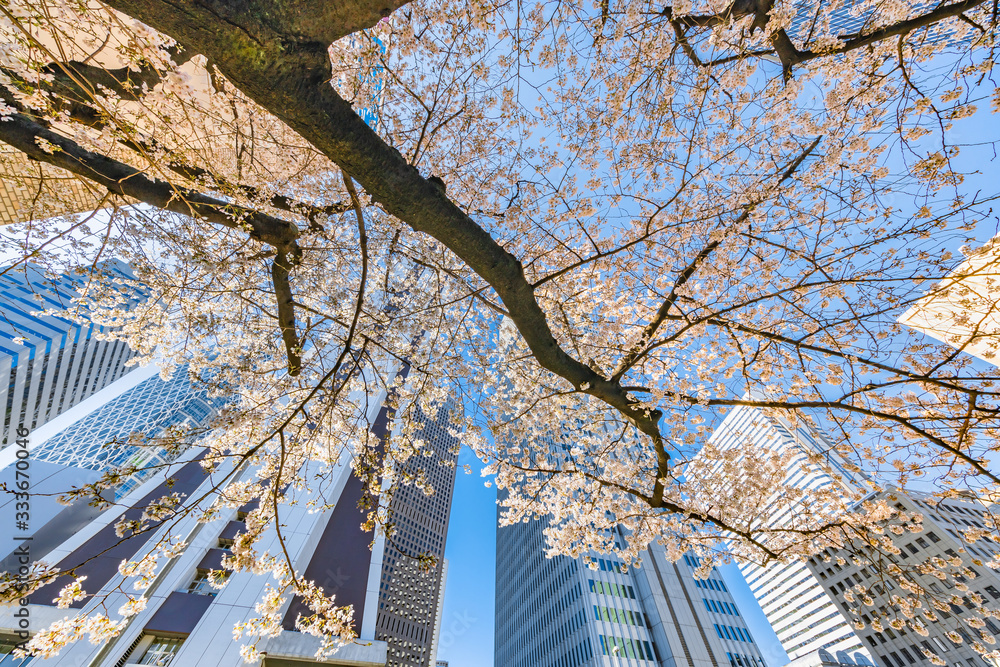 都会のビルと桜の木