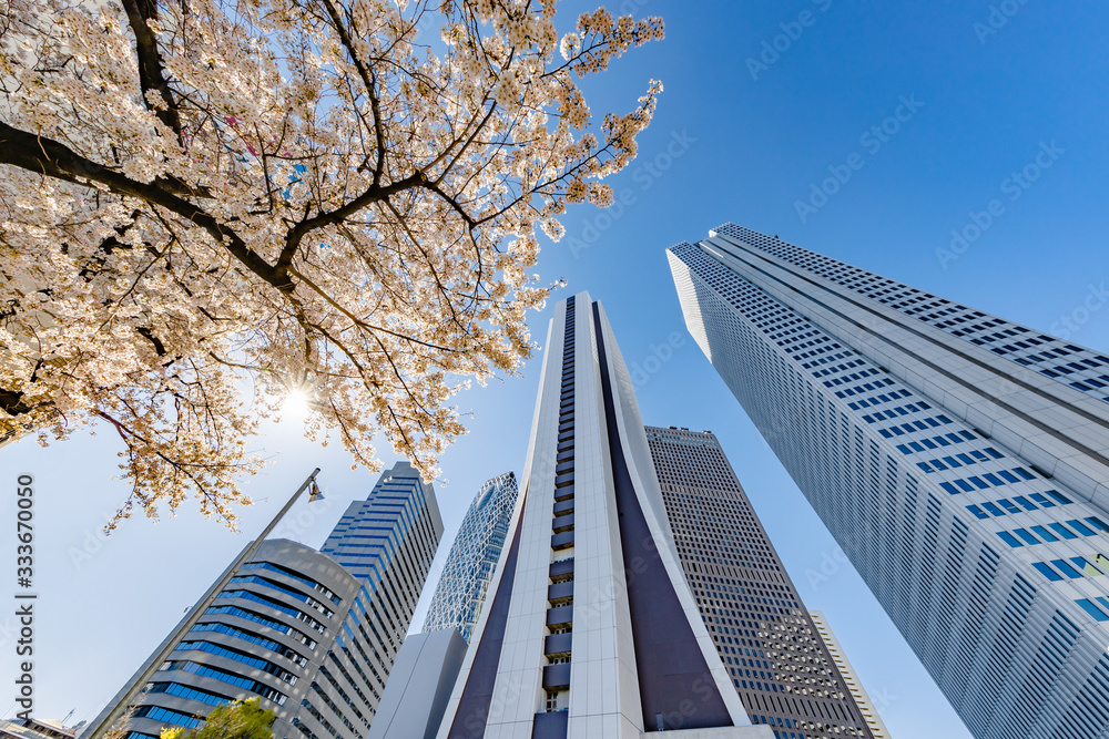 都会のビルと桜の木