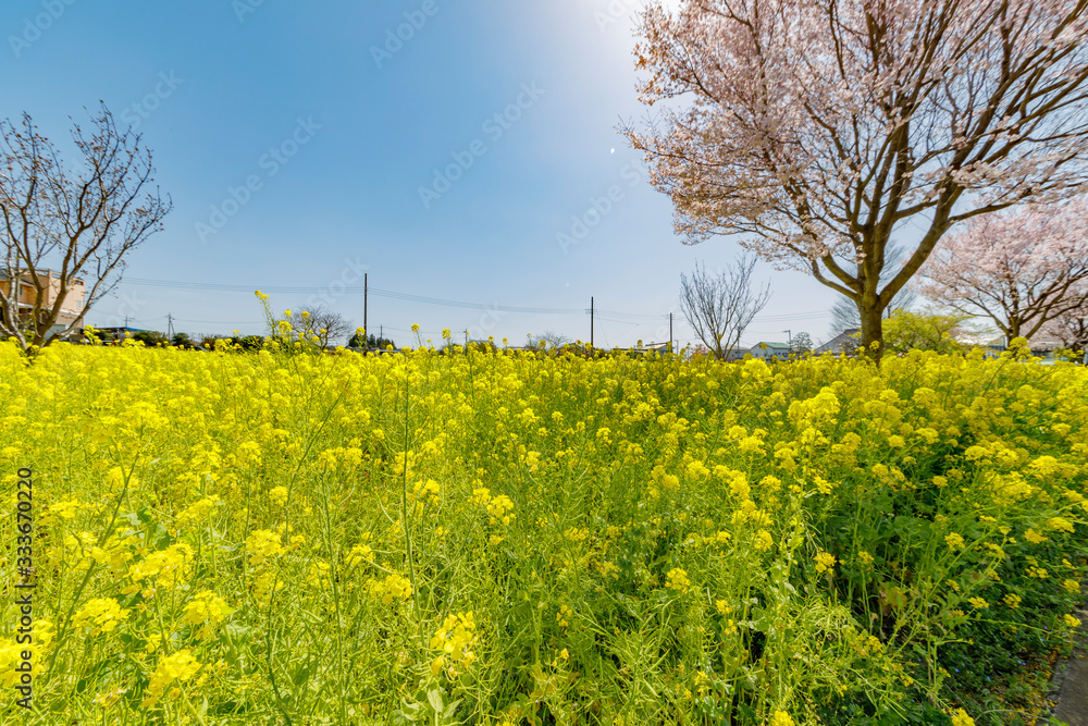 満開の菜の花と桜の木