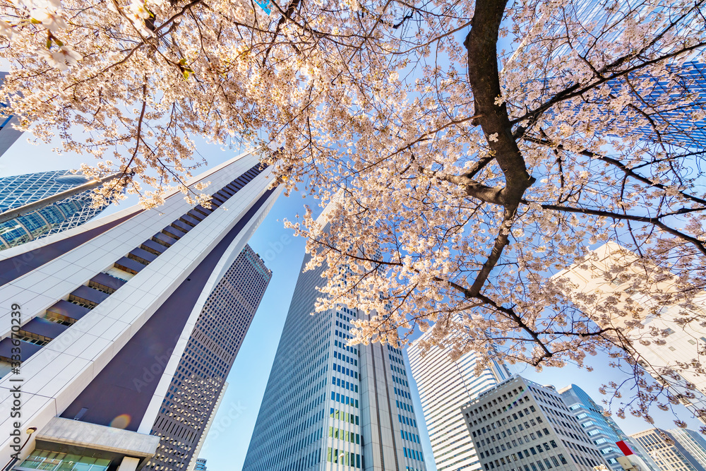 都会のビルと桜の木