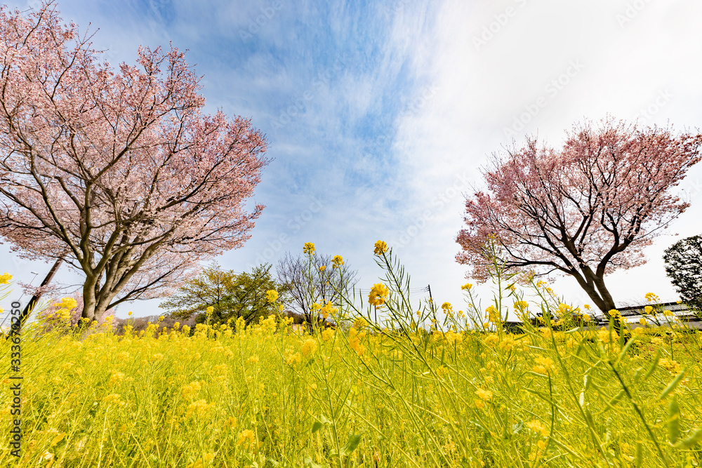 満開の菜の花と桜の木