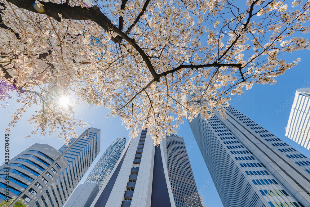 都会のビルと桜の木