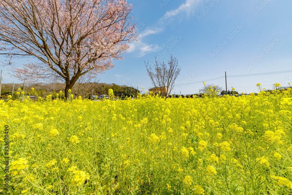 満開の菜の花と桜の木