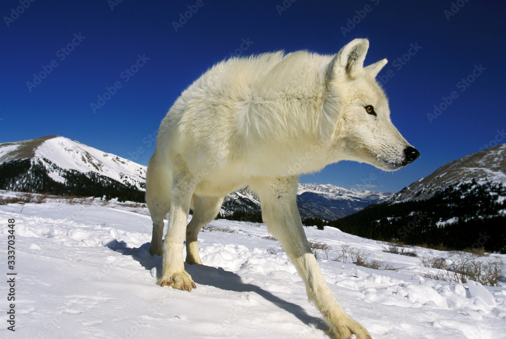 北极狼犬狼疮苔原，在阿拉斯加山脉的雪地里长大。