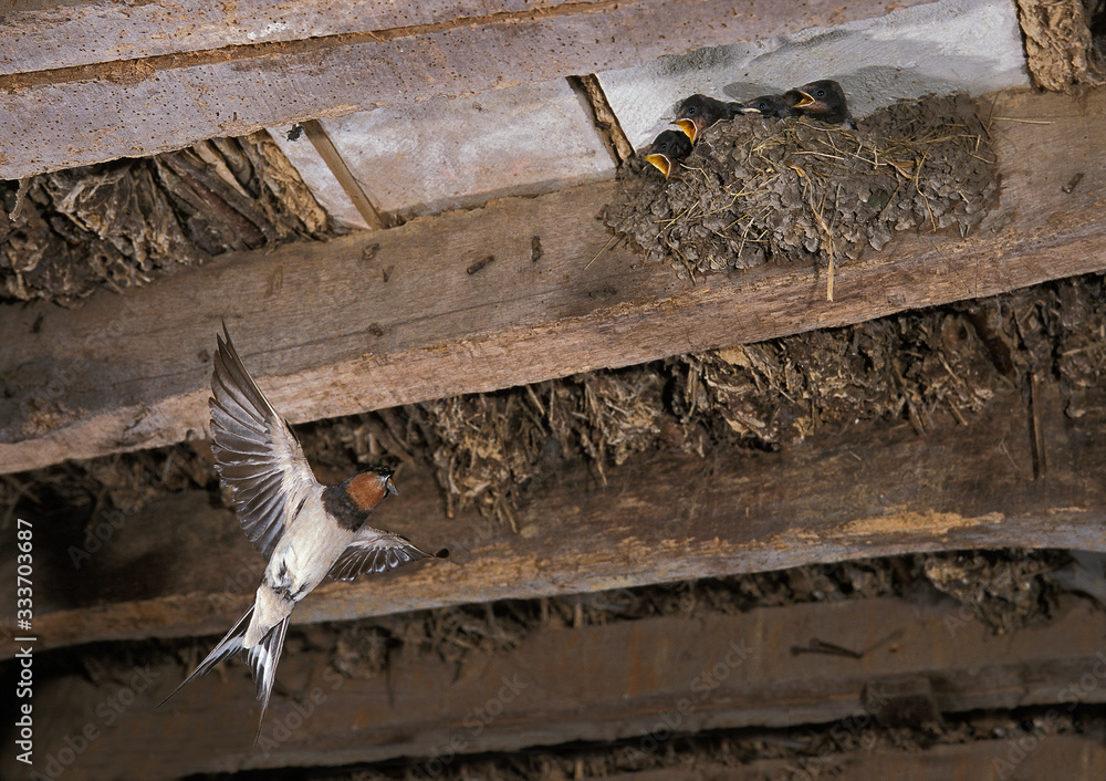 BARN SWALLOW hirundo rustica，成年人将食物带到巢中的小鸡身上。