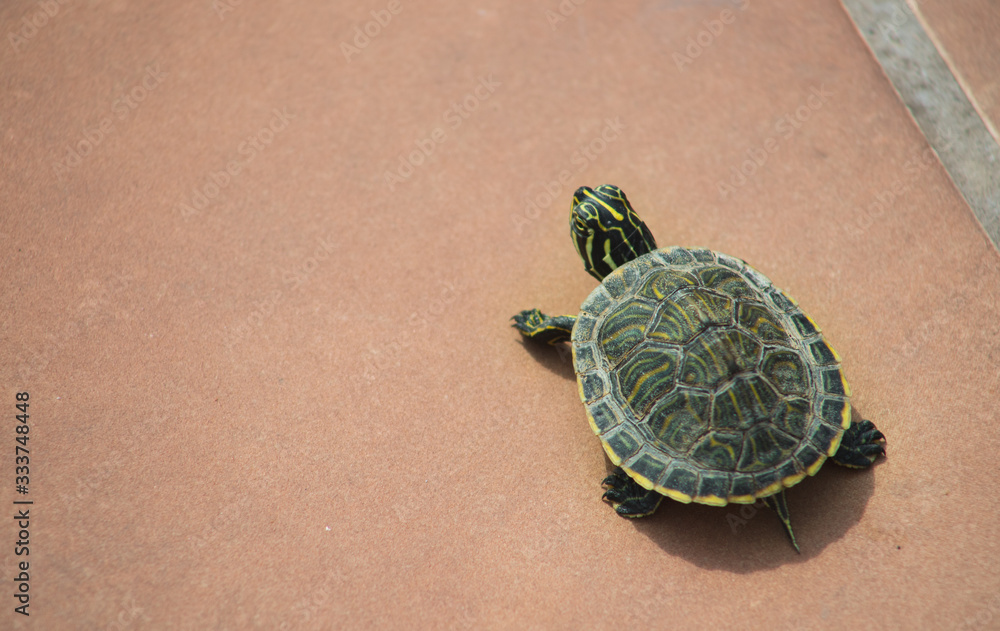 Una tortuga pequeña verde de casa