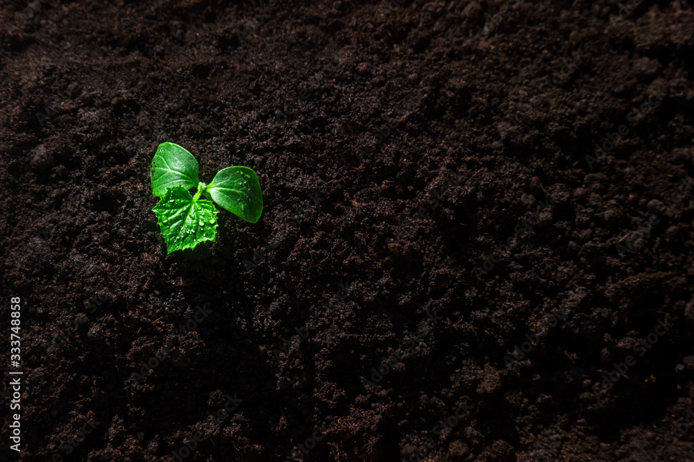 Seedling are growing from soil, ecology concept