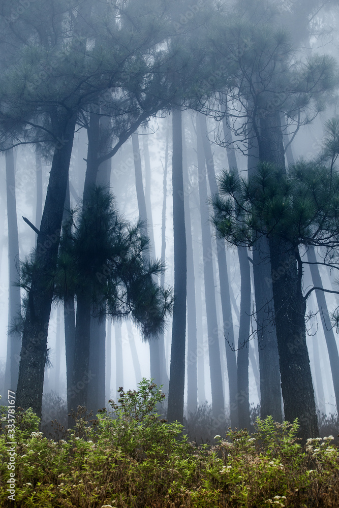 trees in fog