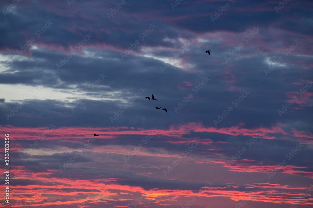 空中飞鸟