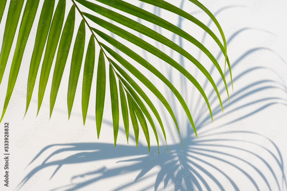 palm leaf and shadows on a white background