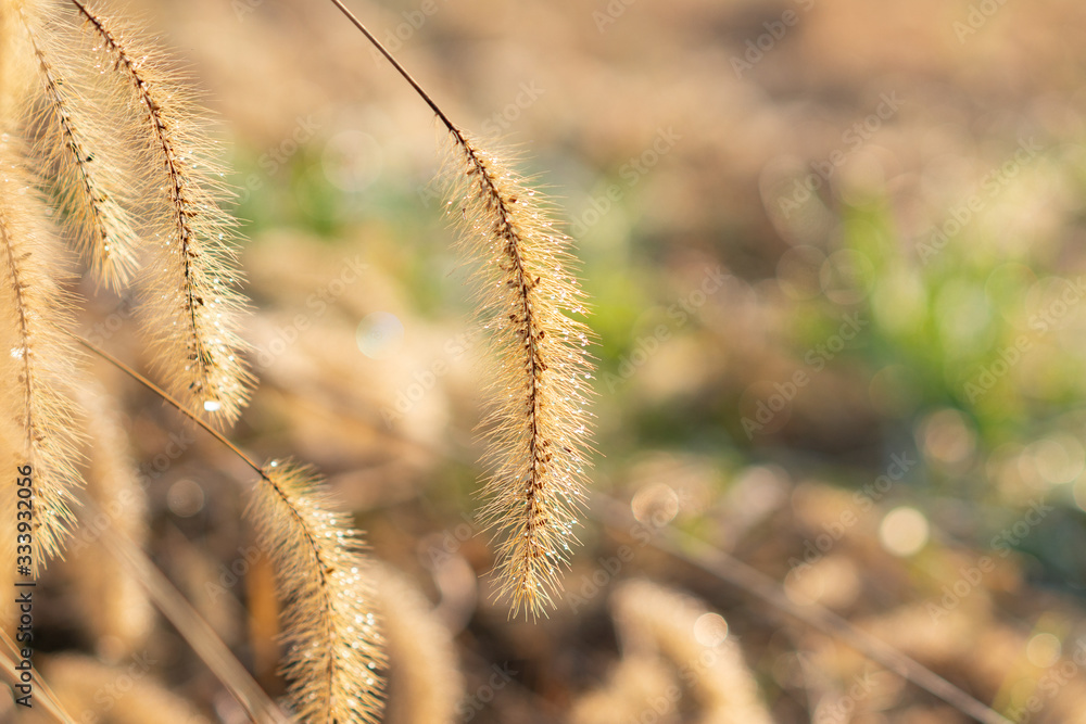 Dogtail grass under the backlight