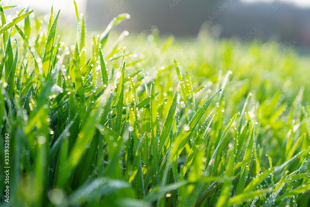 Cu new wheat with dew