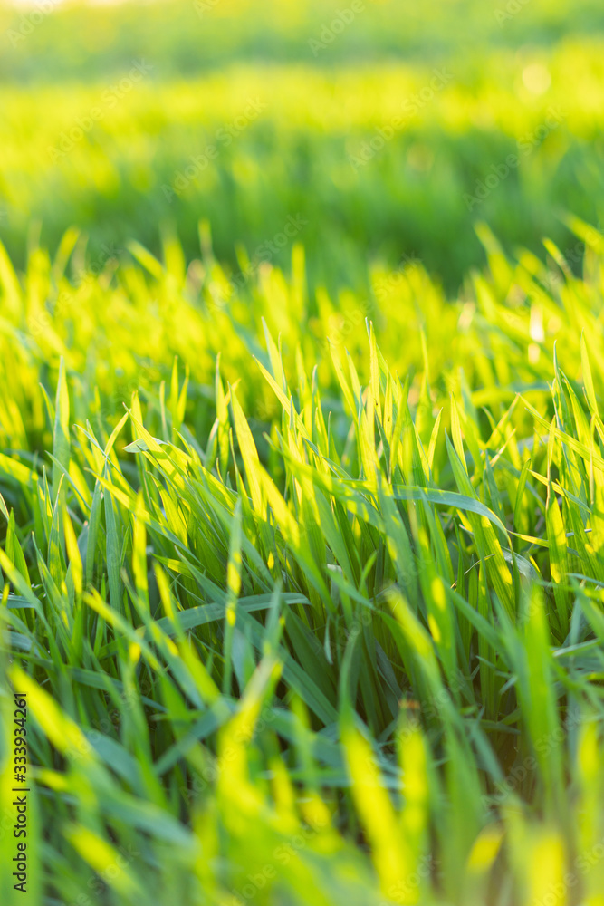 Cu new wheat with dew