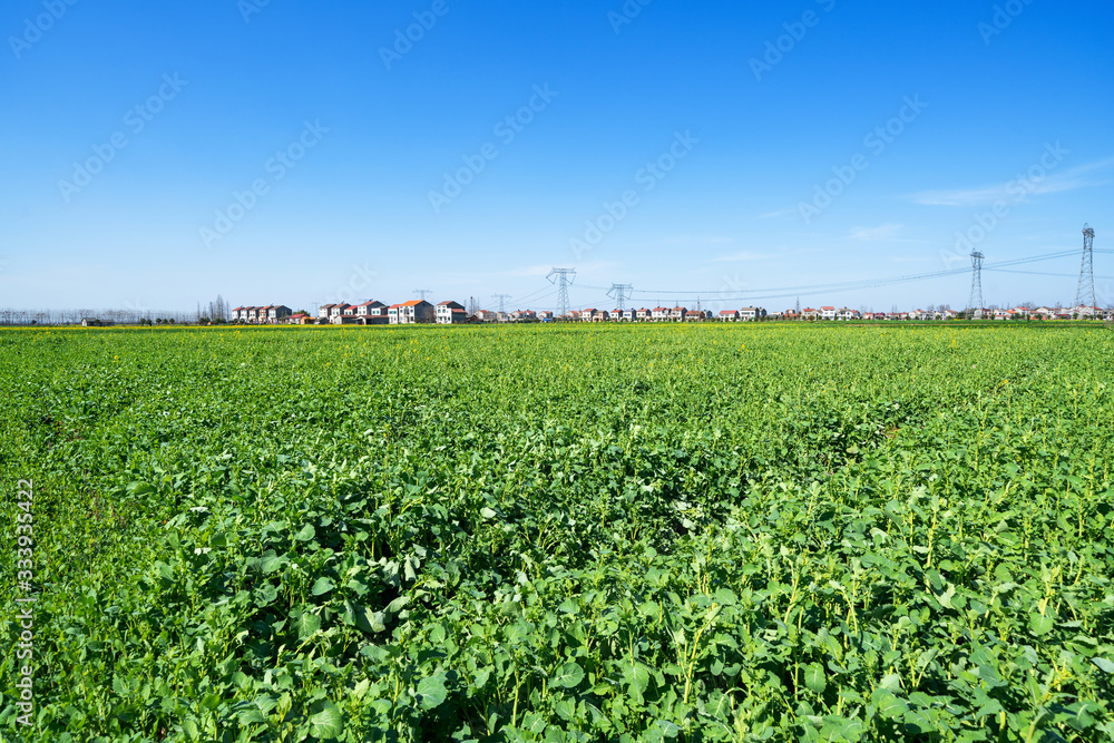 Large area of green farmland in sunny days